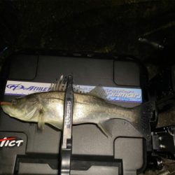 アジ・サバ時々入れ食い