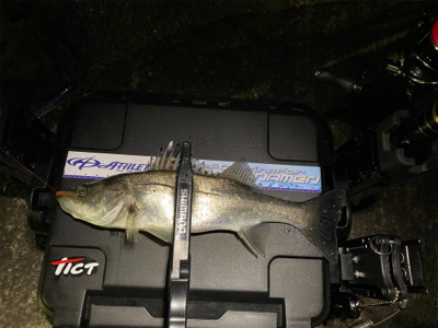 アジ・サバ時々入れ食い