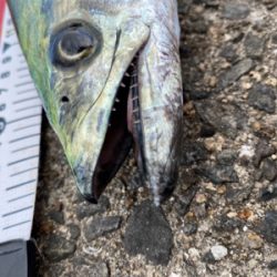 サゴシング❣️