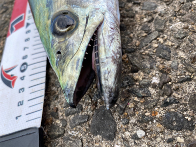 サゴシング❣️