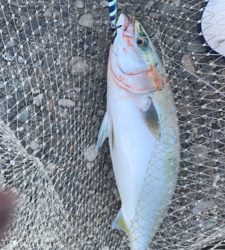 釣りに行けなけくて