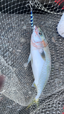 釣りに行けなけくて