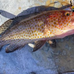 オフショアライトジギング