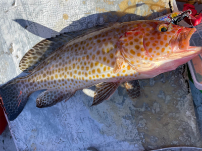 オフショアライトジギング