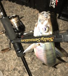 アジングナイト(渋すぎる…)