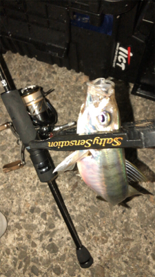 アジングナイト(渋すぎる…)