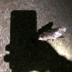 ちょい投げキス アジング