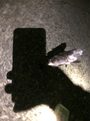 ちょい投げキス アジング