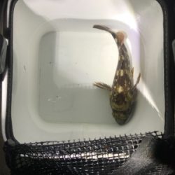 アジ不在アジング