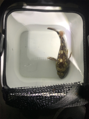 アジ不在アジング