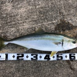 朝マヅメからメジロが釣れました