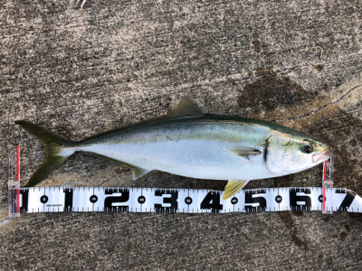 朝マヅメからメジロが釣れました