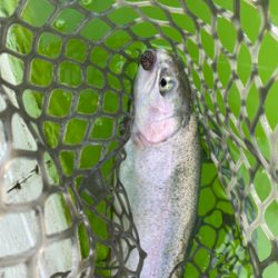 服部トラウト 3連休ド真ん中