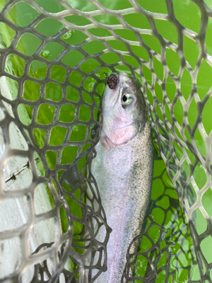 服部トラウト 3連休ド真ん中