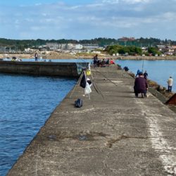 カレイ、カワハギ釣り
