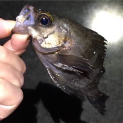 明石でライトゲーム