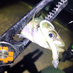 淡路島アジング