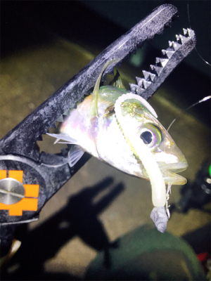 淡路島アジング