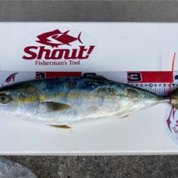 hayhayshipさんでのオフショア