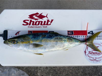 hayhayshipさんでのオフショア