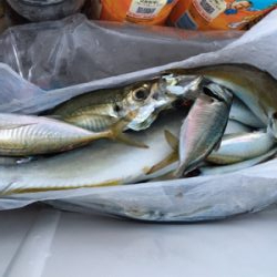 沖堤防でのカゴ釣り