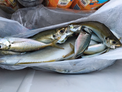 沖堤防でのカゴ釣り