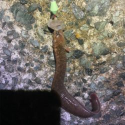 やっと食べれるサイズが釣れました