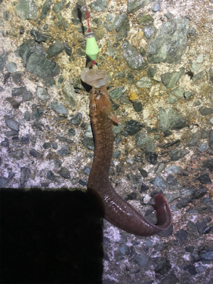 やっと食べれるサイズが釣れました