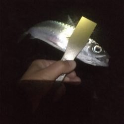 釈アジ釣れてる〜