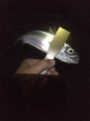 釈アジ釣れてる〜