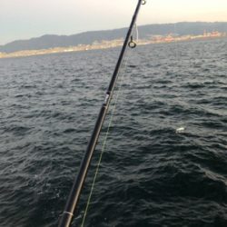 メジロとサゴシ ！