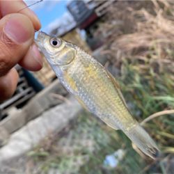 のんびりタナゴ釣り