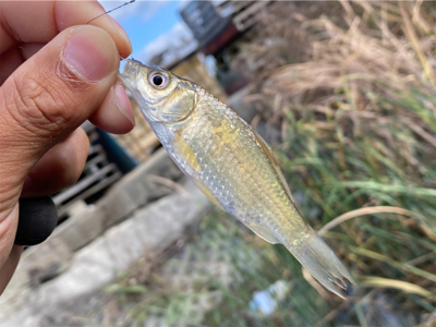 のんびりタナゴ釣り