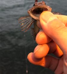 アジングモーニング