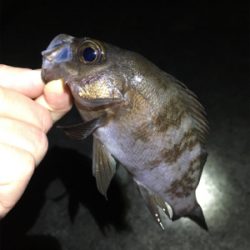 数釣りメバリング