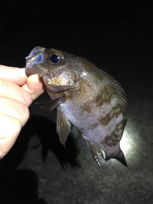 数釣りメバリング