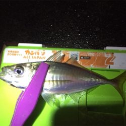 大阪湾奥アジング 中アジつ抜け