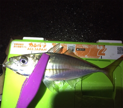 大阪湾奥アジング 中アジつ抜け