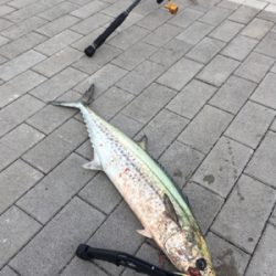 鰆74センチ。。。