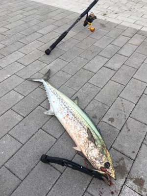 鰆74センチ。。。