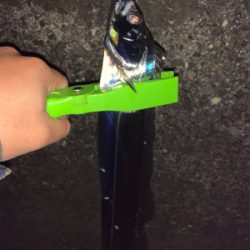 ドラゴンを求めて三千里！