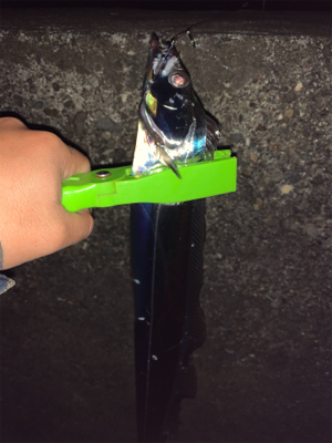 ドラゴンを求めて三千里！