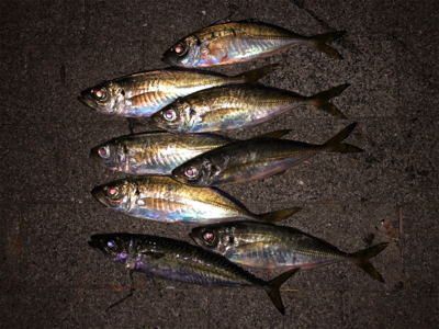 まだまだアジは元気です