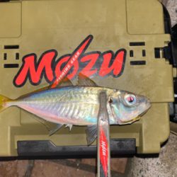 ボトムステイでアジング