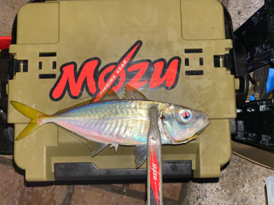 ボトムステイでアジング