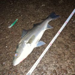 傷ついたルアーはダイソーで補修