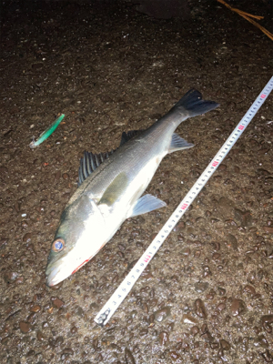 傷ついたルアーはダイソーで補修