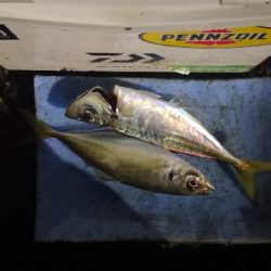 アジング練習 223  ⭐ヒイカ気配⭐