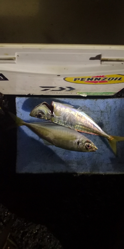 アジング練習 223  ⭐ヒイカ気配⭐