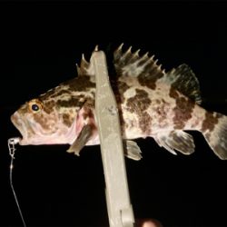 今宵のアジはグッドサイズ(^^)